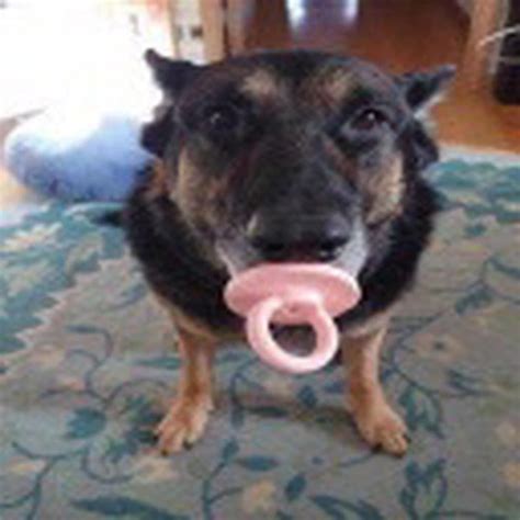 pacifier gif|dog with pacifier meme.